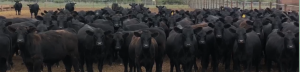 STOCKER/FEEDER SPECIAL