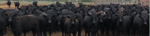 STOCKER/FEEDER SPECIAL